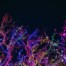christmas lights beatineon.us